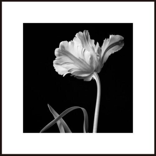 Falikép 50x50 cm